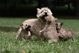 CAIRN TERRIER 412